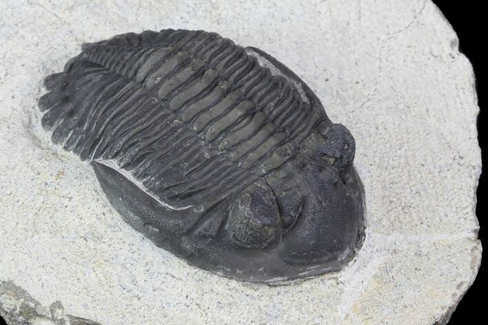 Detailed, Hollardops Trilobite Fossil #76954